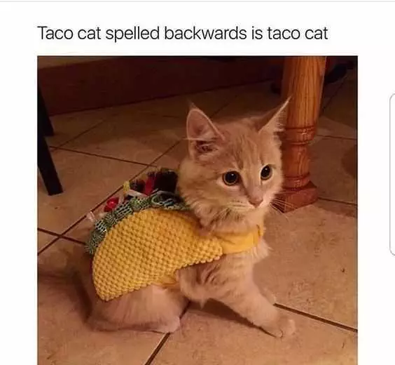 Taco Tacocat