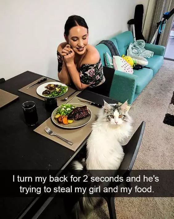 Animal Catfoodsteal