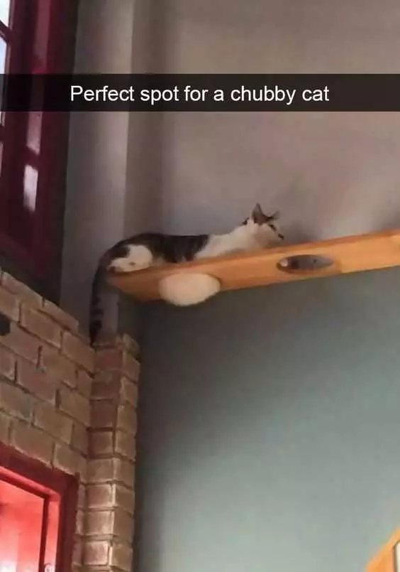 Animal Chubbycat