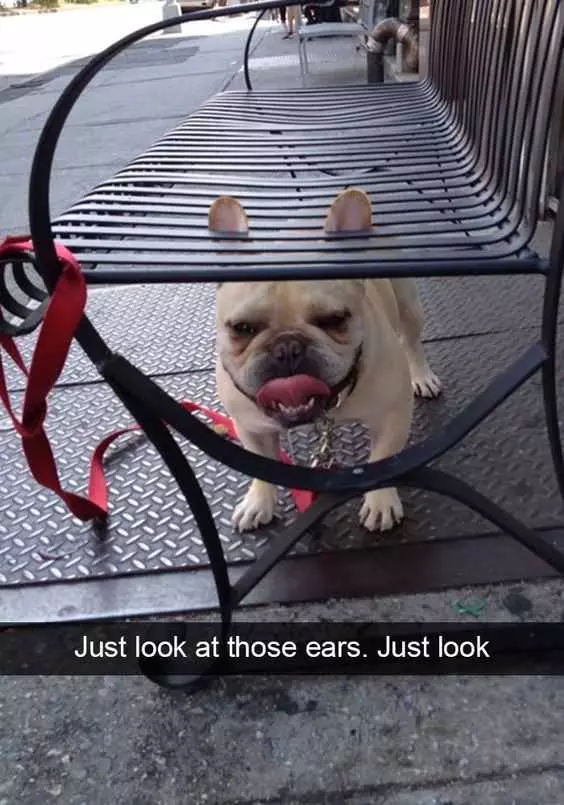 Animal Dogbenc