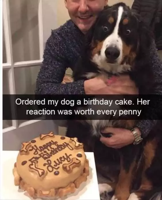 Animal Dogcake