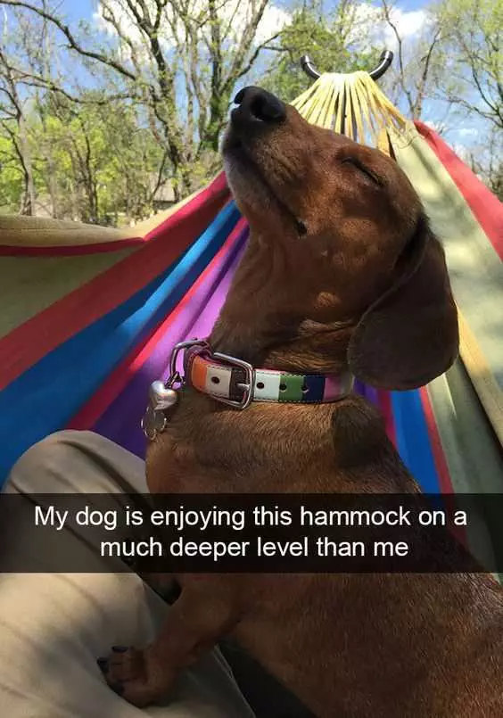 Animal Doghammock