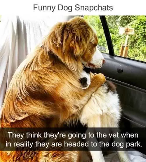 Animal Dogparkcar