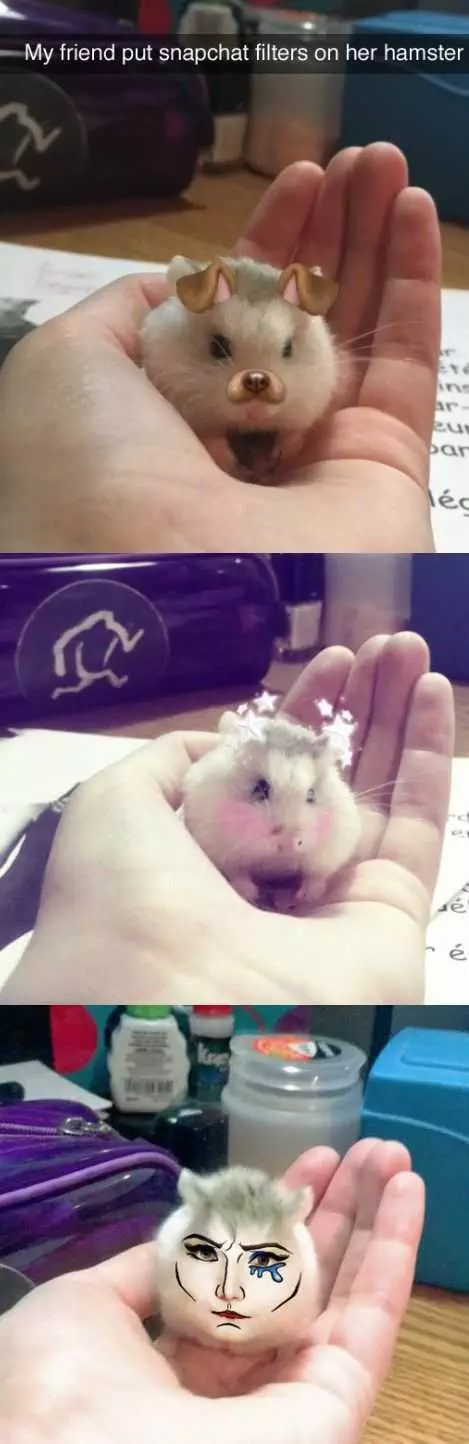 Animal Hamstersnapchat