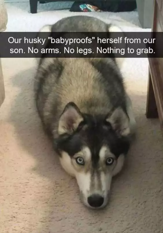Animal Huskyproof