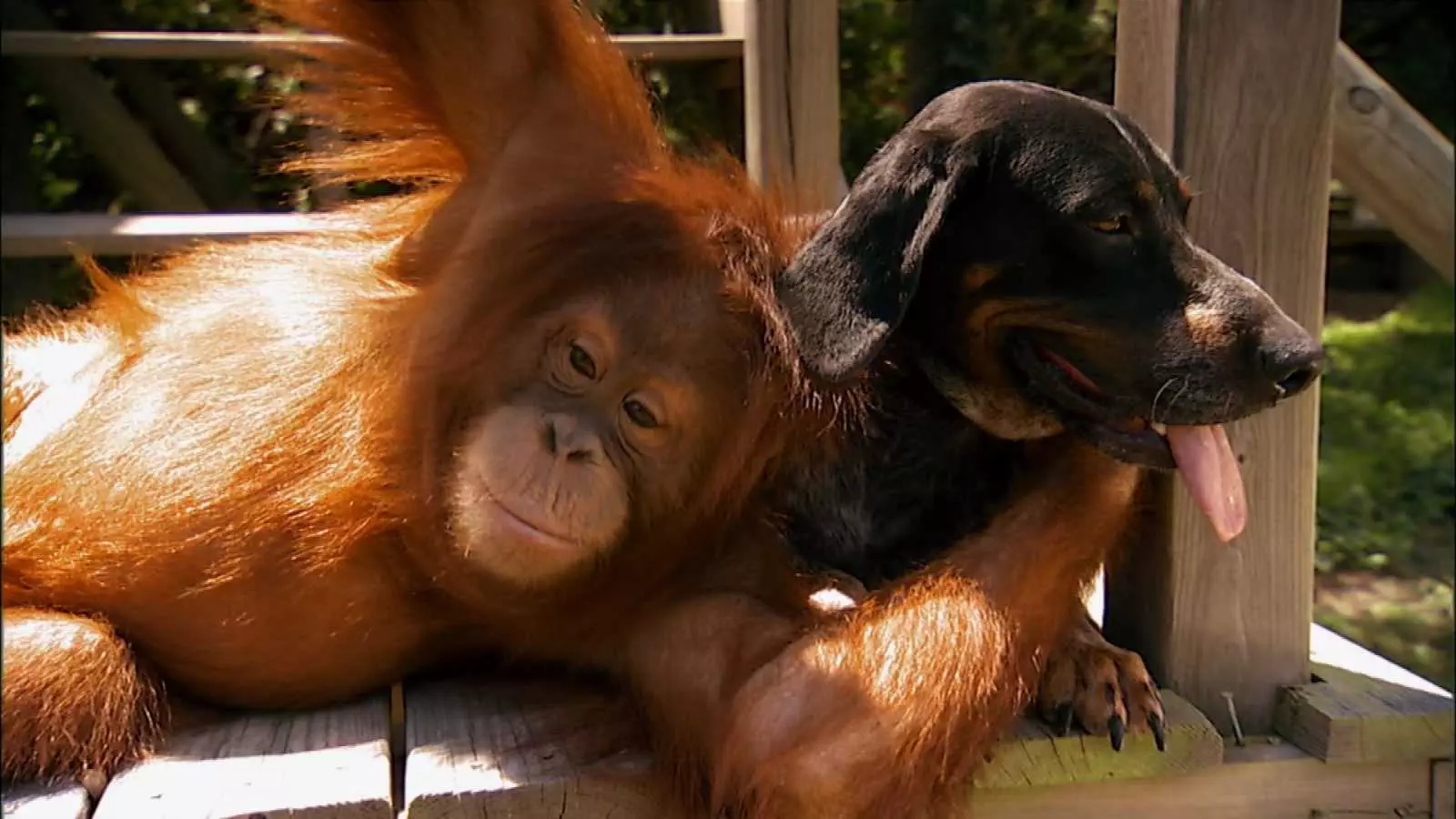 Animal Orangdog