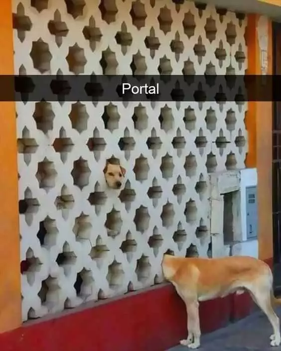 Animal Portaldog