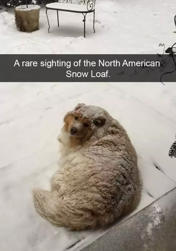 Animal Snowloaf