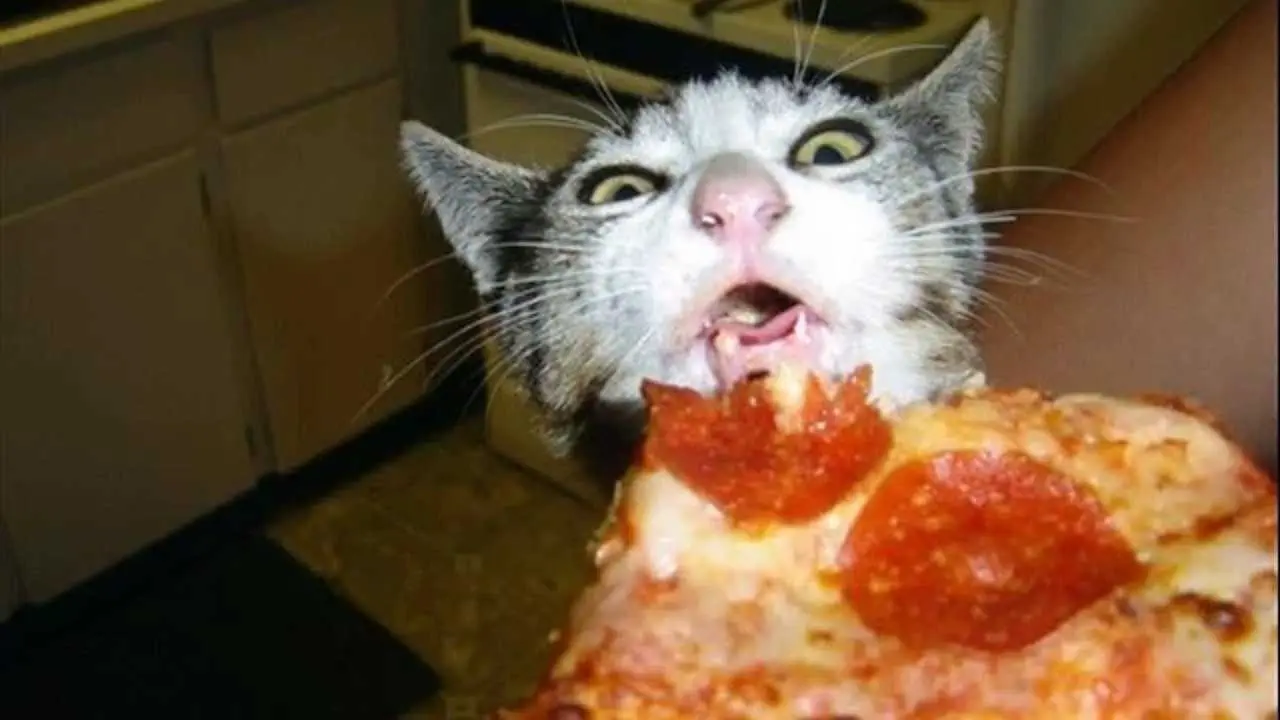 Animals Cateatpizza