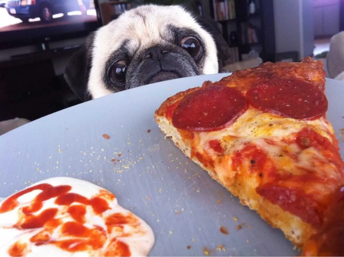 Animals Dogpizza