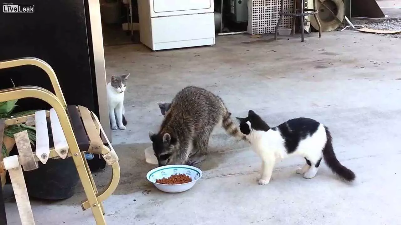 Animals Foodracooncat