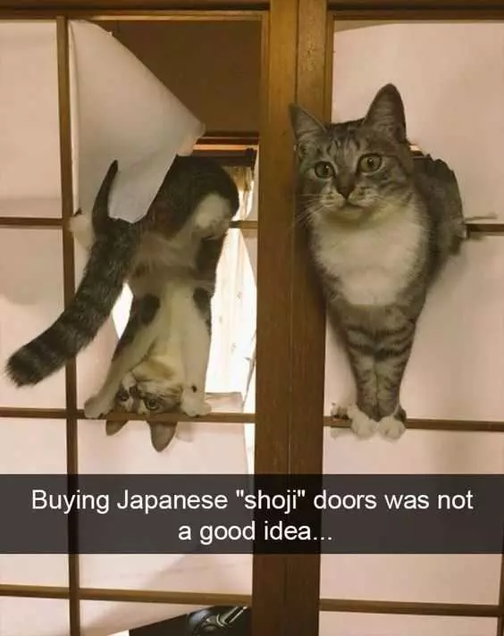 Animals Japanesecat