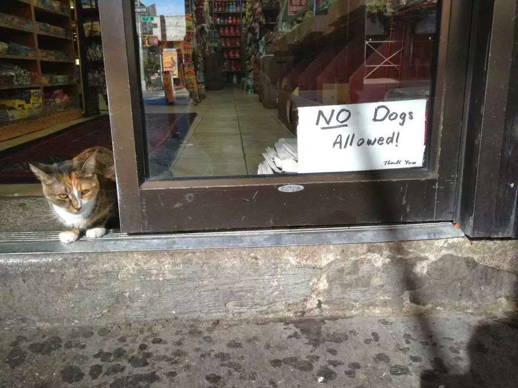 Funnysign Catsallowed