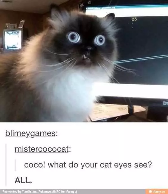 Tumblr Coco