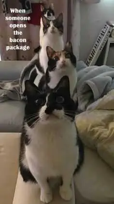 Bacon Package
