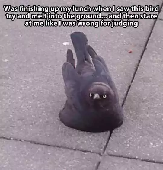 Funny Birdmelting
