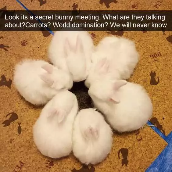 Funny Bunny Meeting