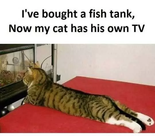 Funny Cat Tv 1