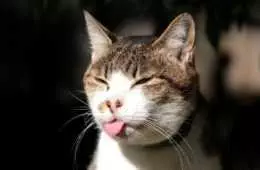 Funny Cattongue