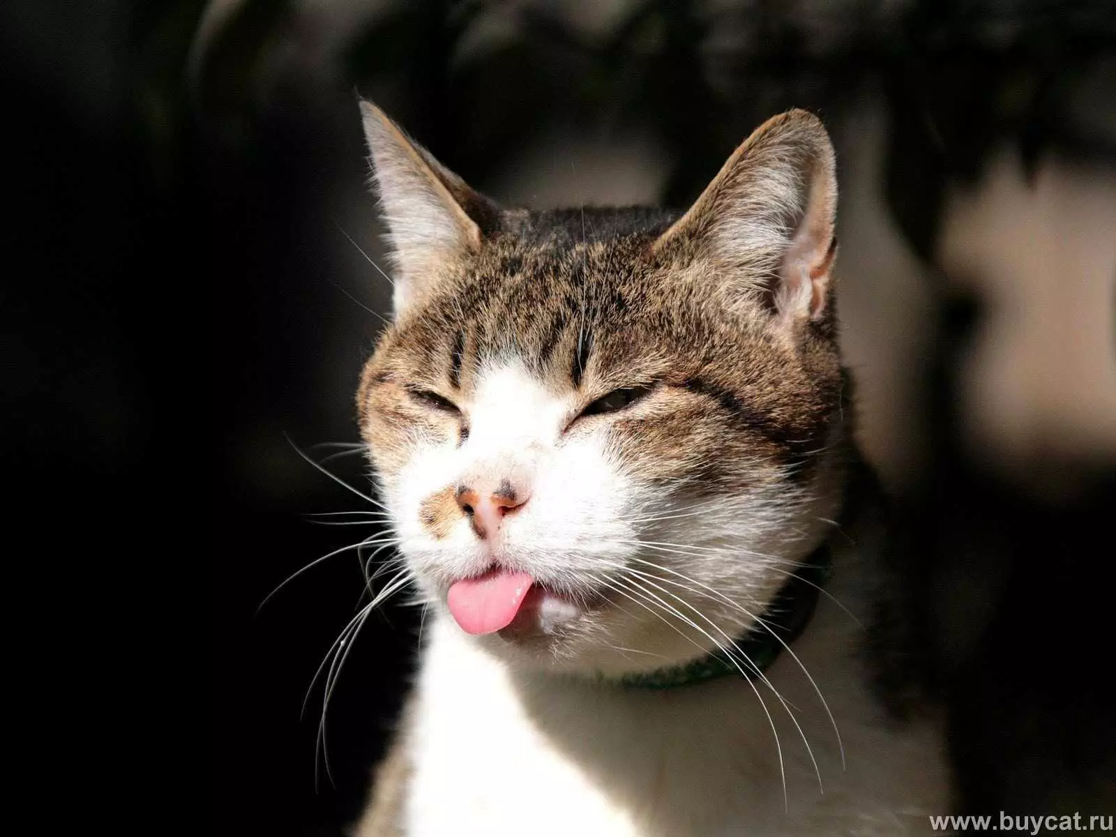 Funny Cattongue
