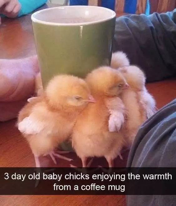 Funny Chickscoffee