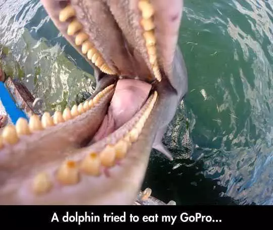Funny Dolphin Gopro