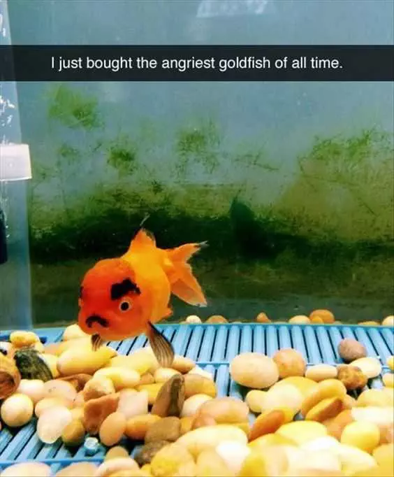 Funny Fish Angry