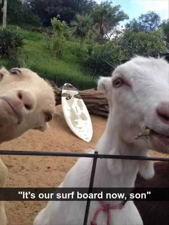 Funny Goat Surf