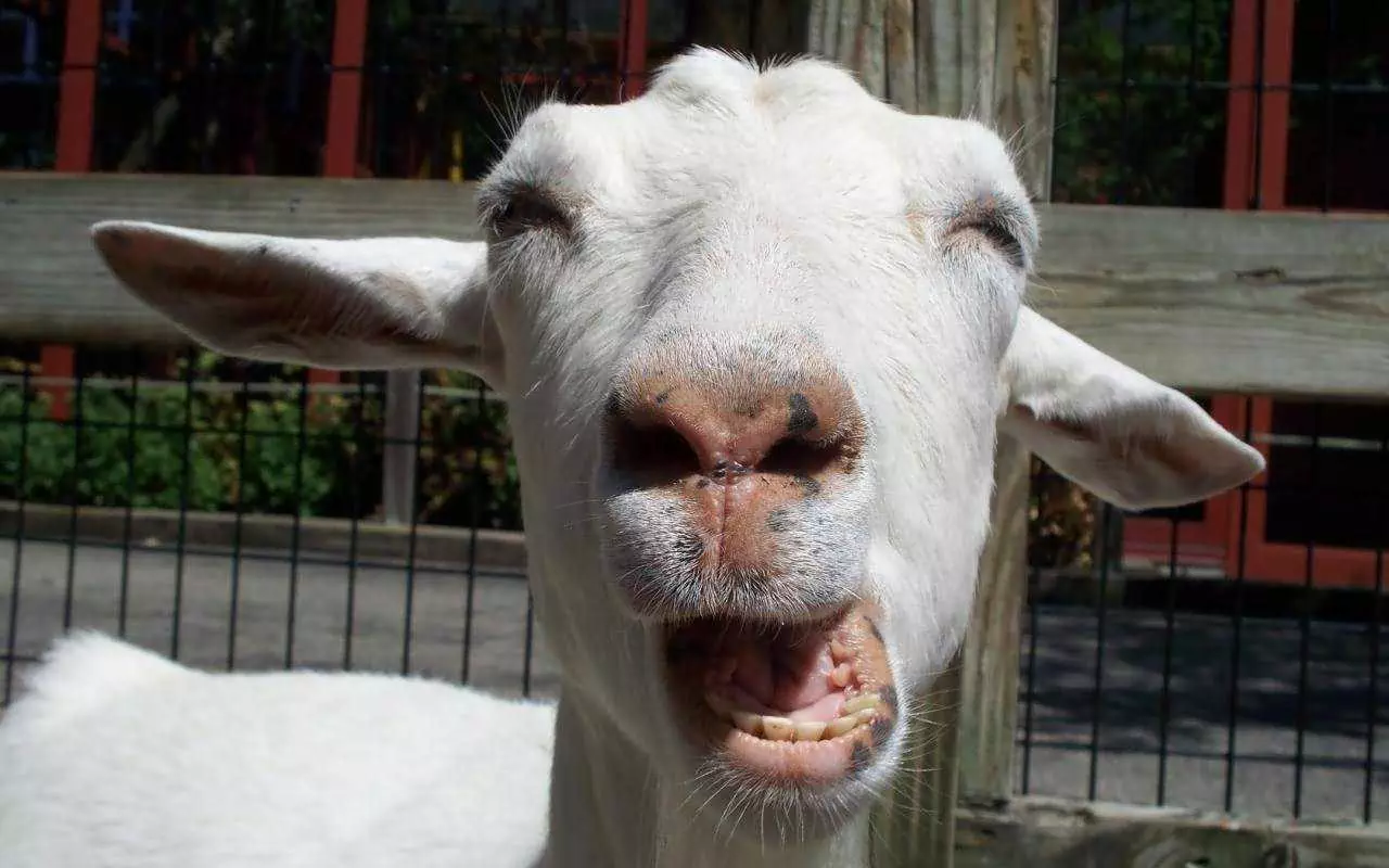 Funny Goatface