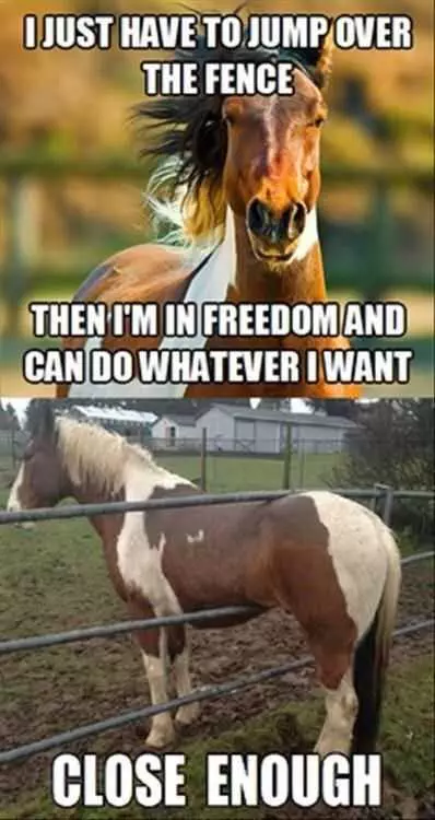 Funny Horsefreedom