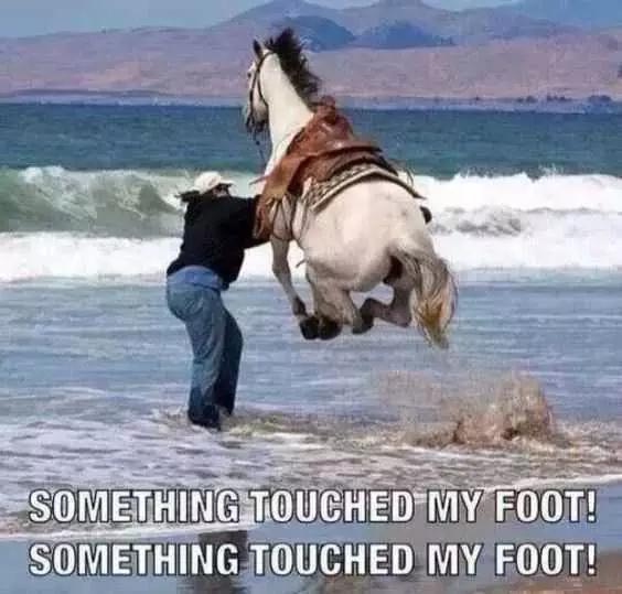 Funny Horsesjump