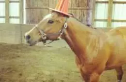 Funny Horseunicorn