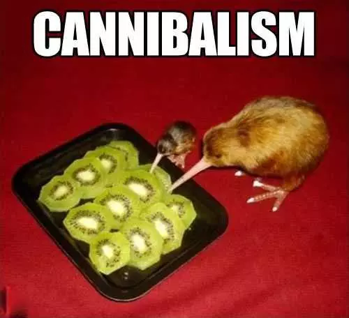 Funny Kiwi Eating