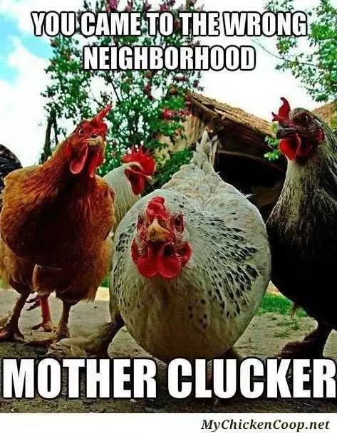 Funny Mother Clucker