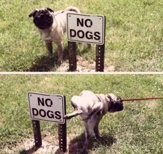 Funny No Dogs