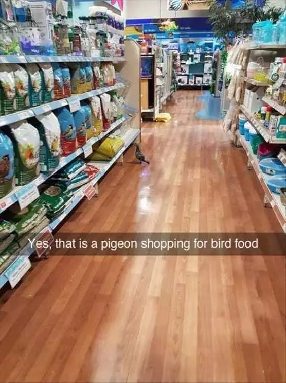 Funny Pigeonshopping