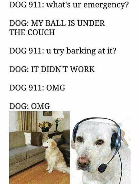 Meme Emergencydog