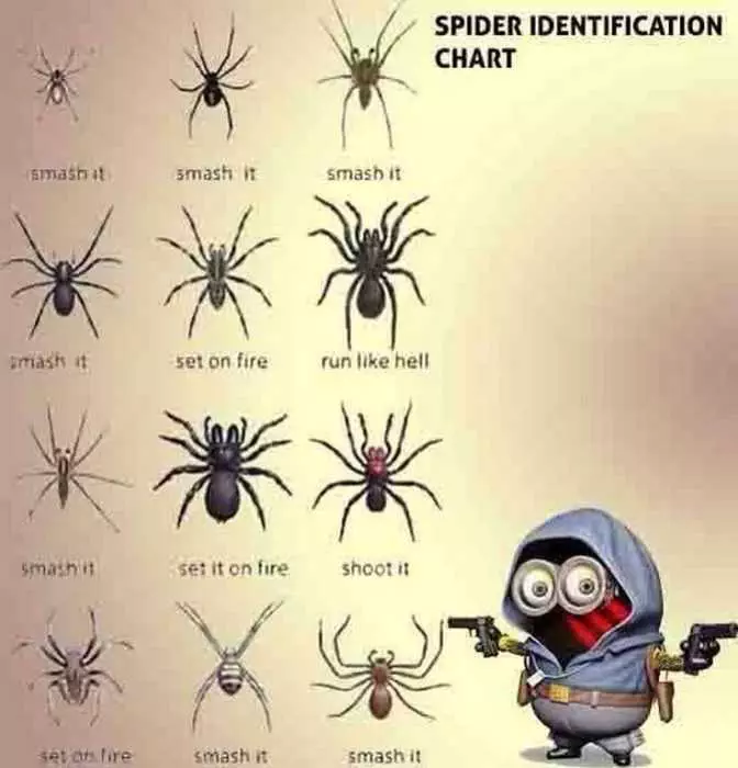 Minion Spiderid