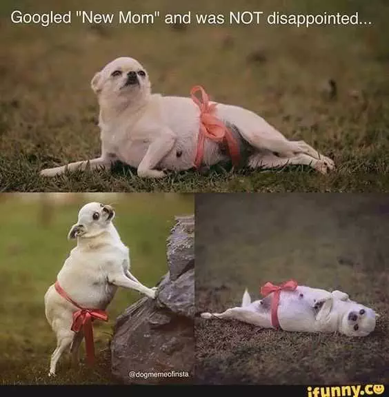 Pregfunny Newmom