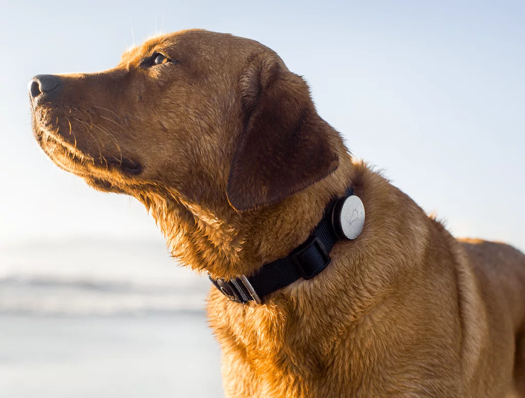 Whistle Pet Gps Tracker Dog