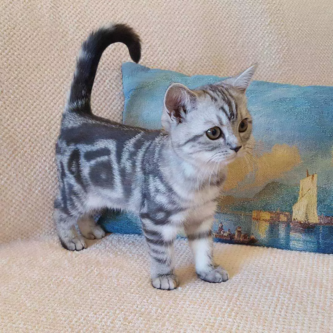 Animal Cat Painting