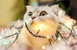 Christmas Cat Lights