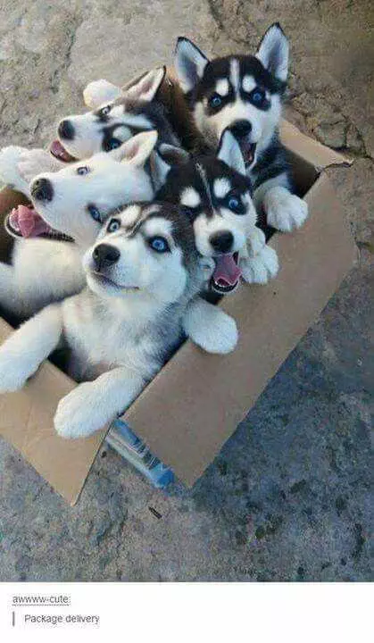 Cute Box Huskies