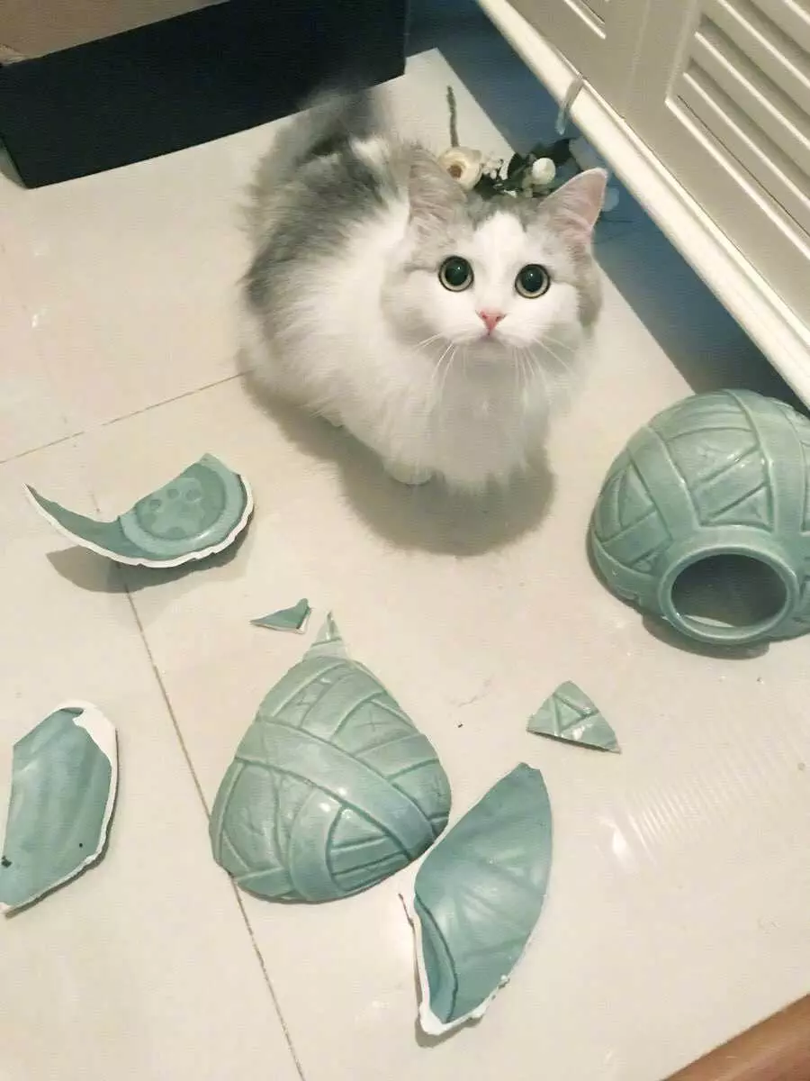 Funny Cat Vase