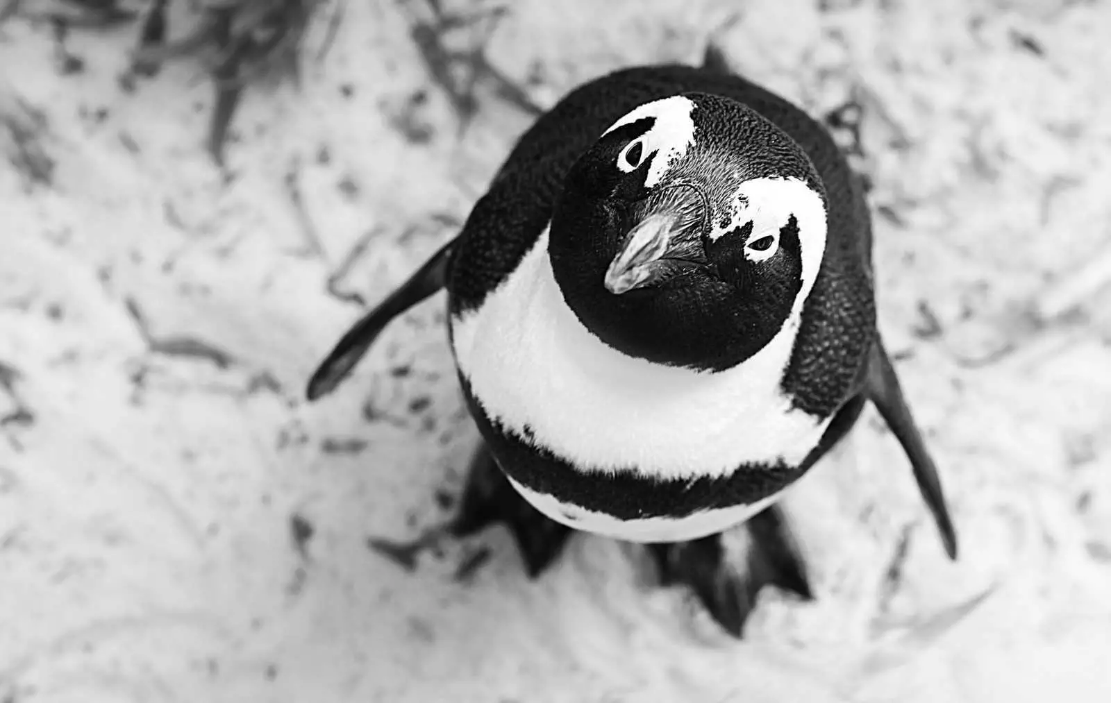 Funny Penguin