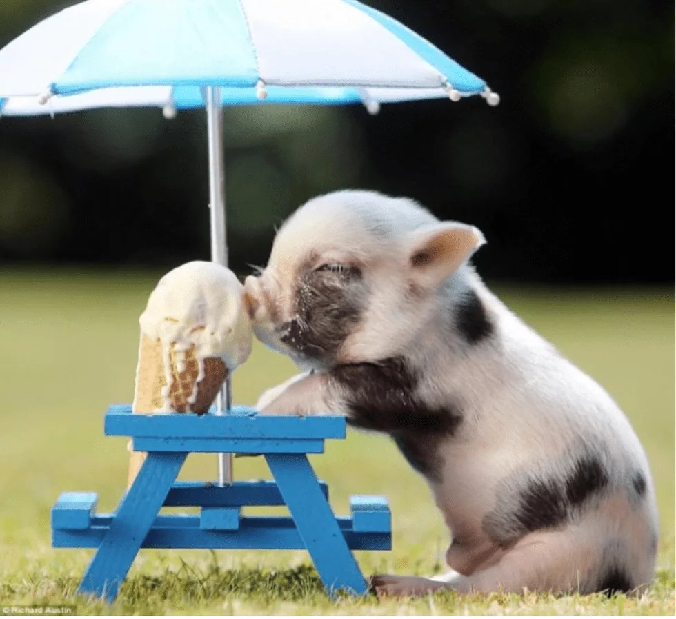 Funny Pig Icecream