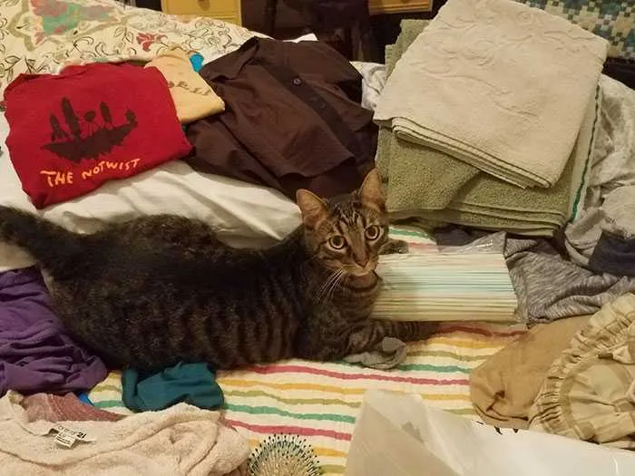 Stealing Girlfriend Cat Thief Pleasequotemovies 8 59Dddca8E1539 700