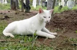 20Siputih 1505823087