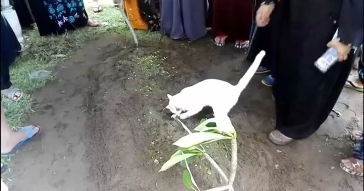 White Cat Appears During Malaysian Mans Funeral