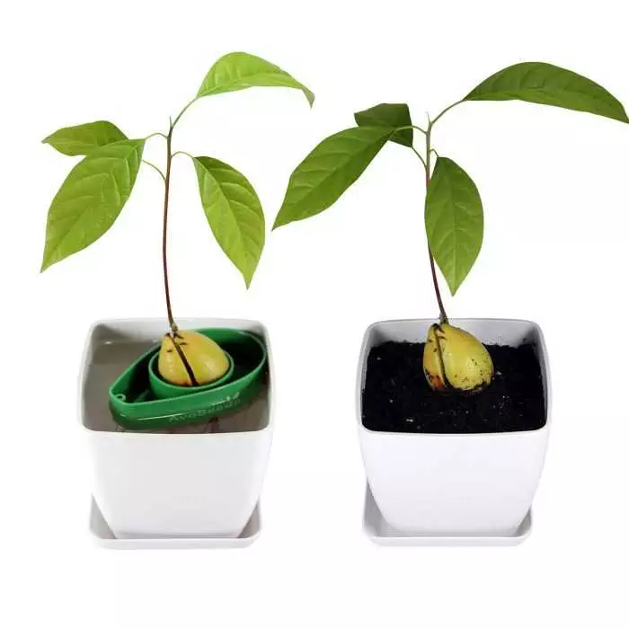 Avocado Tree Grown With Avoseedo